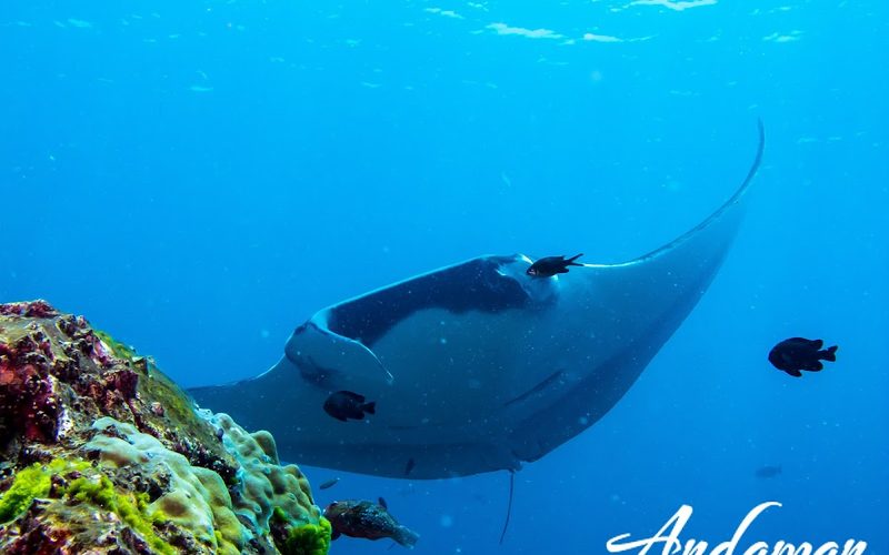 Andaman Dive Adventures
